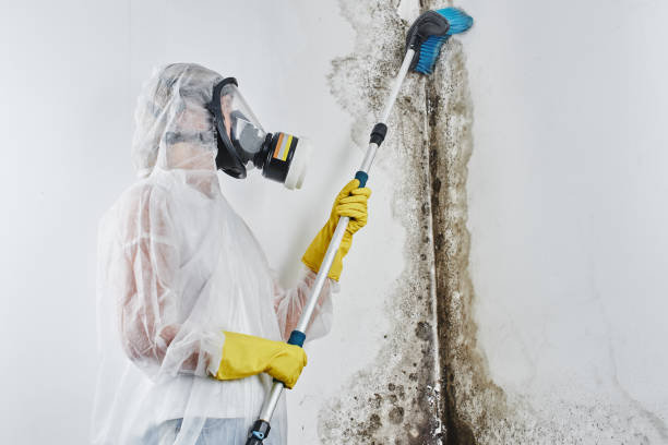 Certified Mold Removal in Belmond, IA