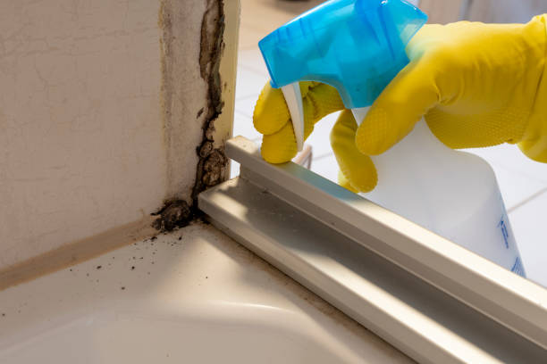 Best Residential Mold Removal  in Belmond, IA