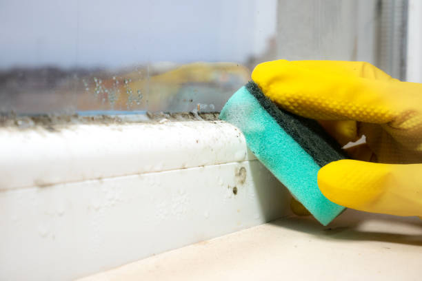 Best Local Mold Removal Service  in Belmond, IA