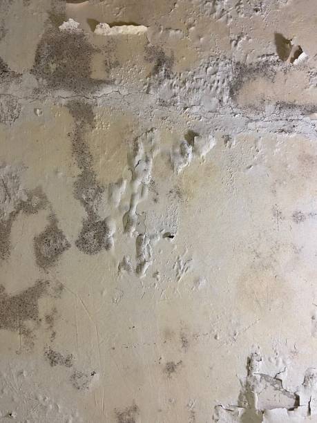 Best Mold Cleaning Services  in Belmond, IA