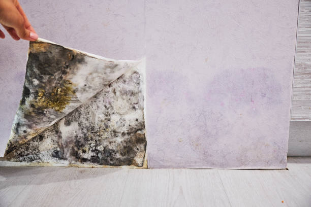 Trusted Belmond, IA Mold Removal Experts
